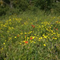 Collesano - 23 maggio 2018